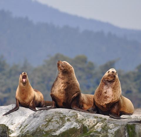 Sea Lions spotted on the Salish Sea Fieldtrip.