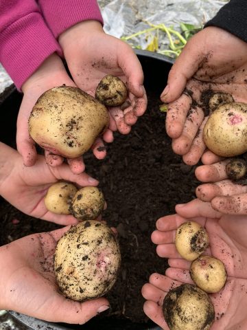 Students showing the potatoes they have grown as part of Spuds in Tubs program.